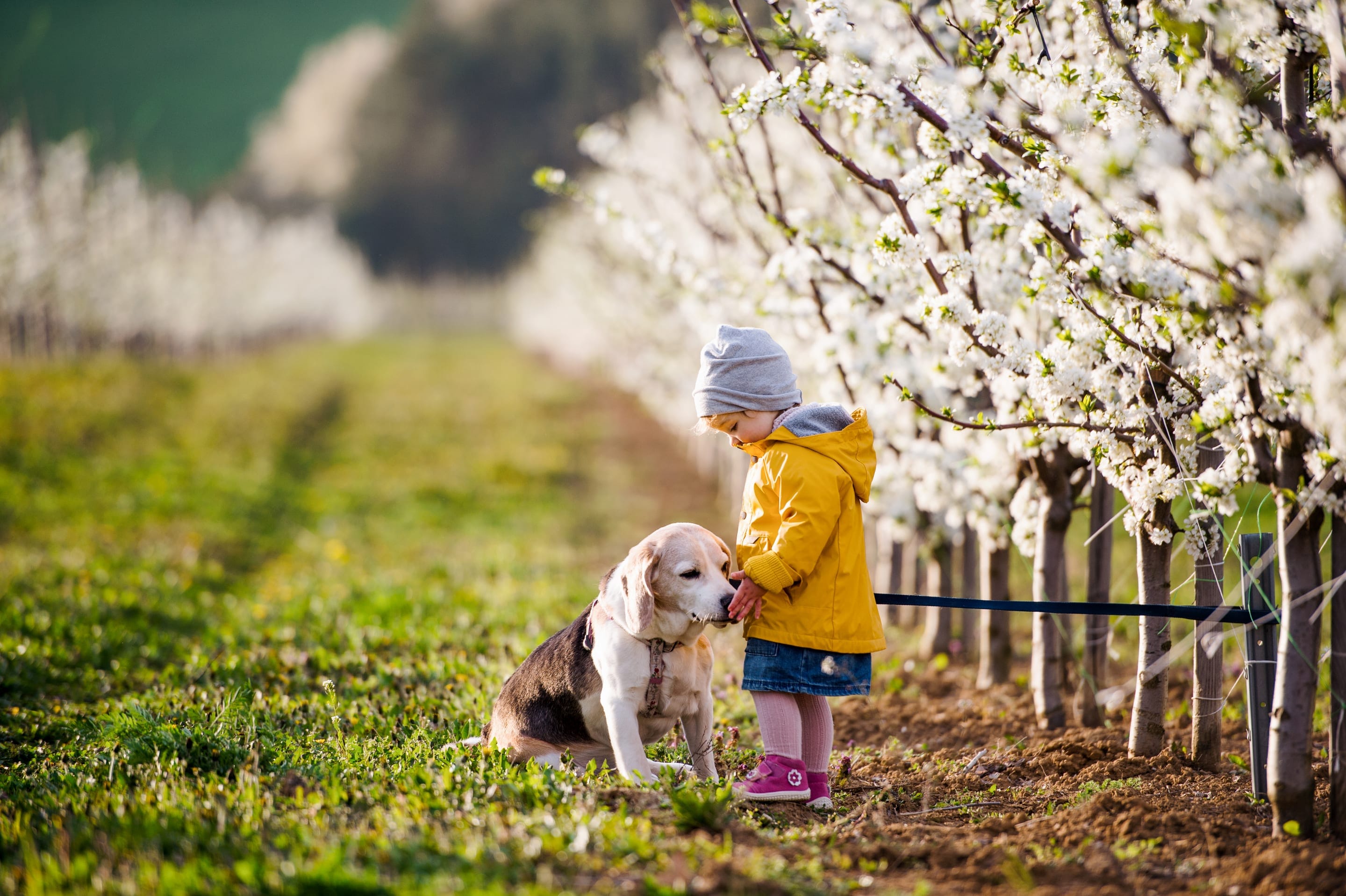 A young child and a beagle together in a spring orchard in full blossom